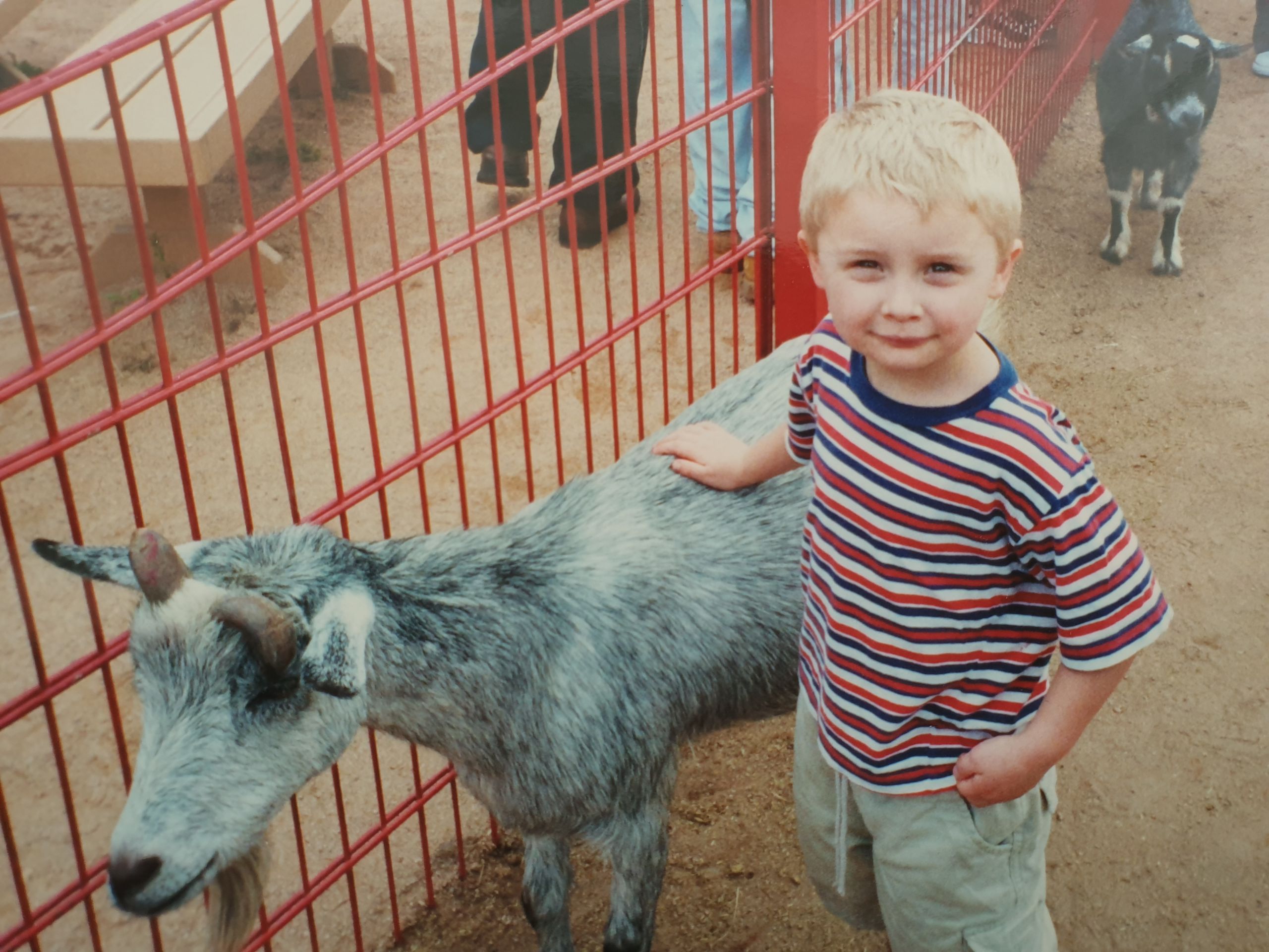 Liam age 3 stroking a goat and wearing a stripy t shirt