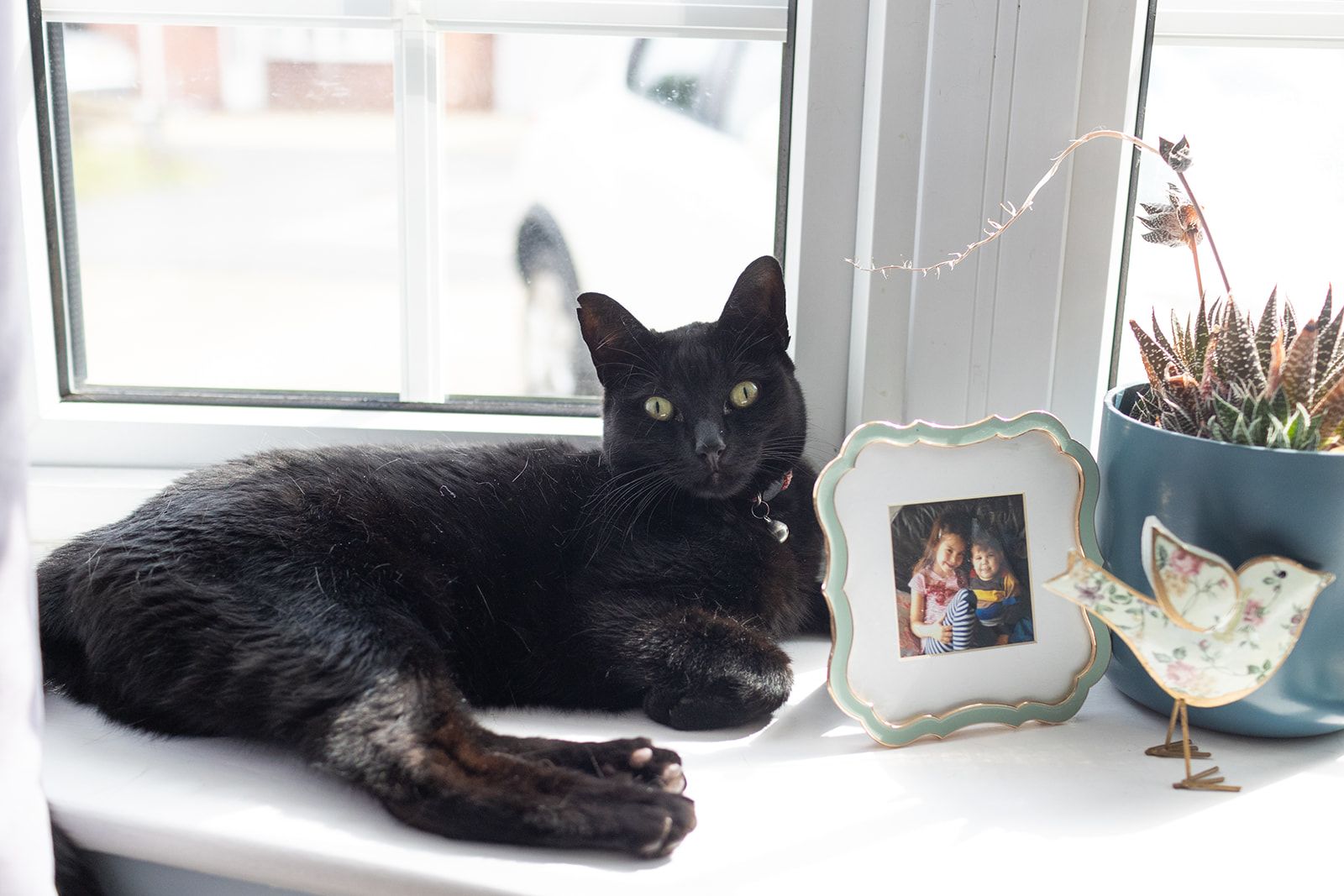 A black cat lying on a windowsill next to a photo of Macie and Oliver as toddlers